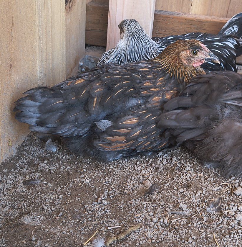 4 Wyandotte Chickens