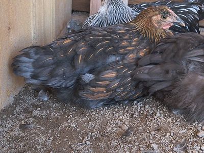 4 Wyandotte Chickens
