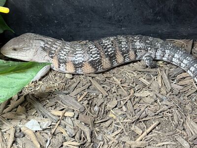 Blue Tongue Skink Breeding Pair