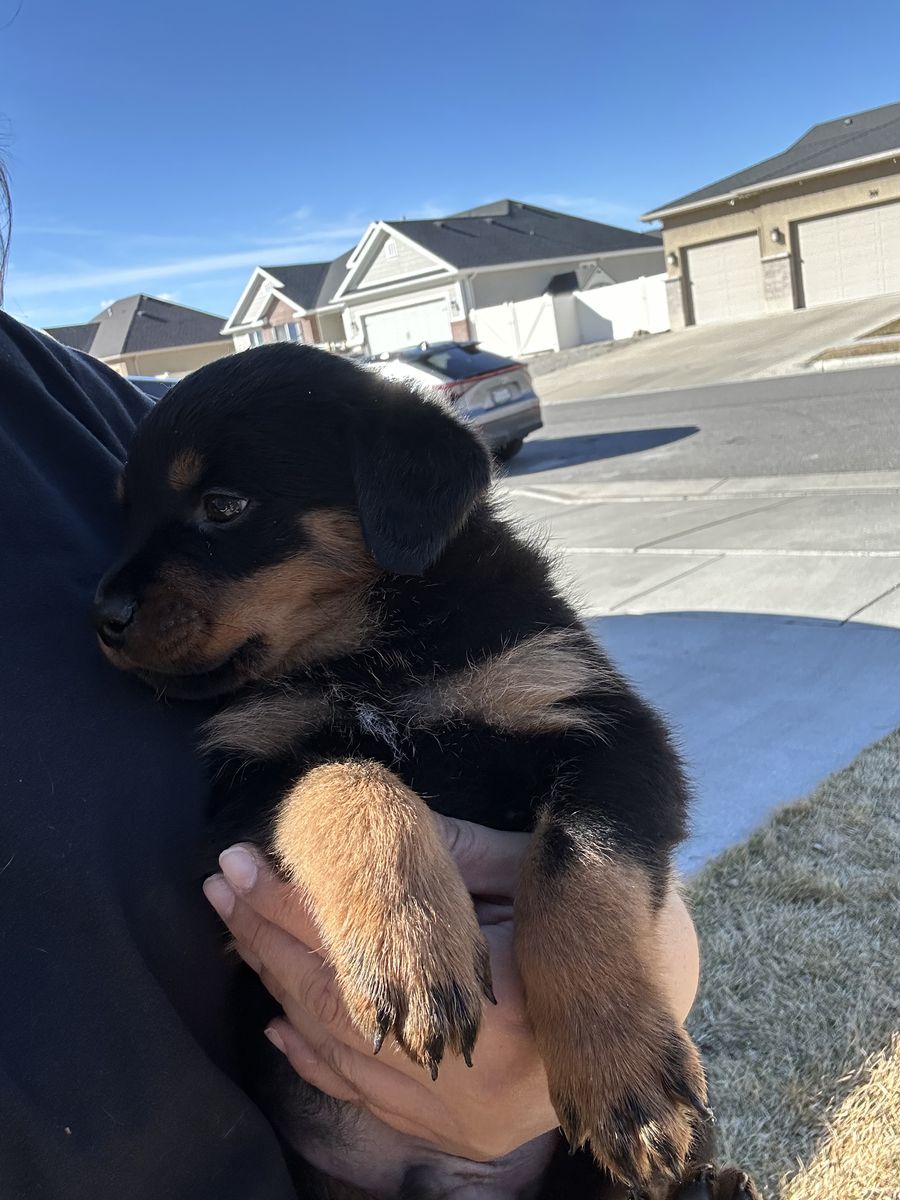 AKC ROTTWEILER PUPPIES