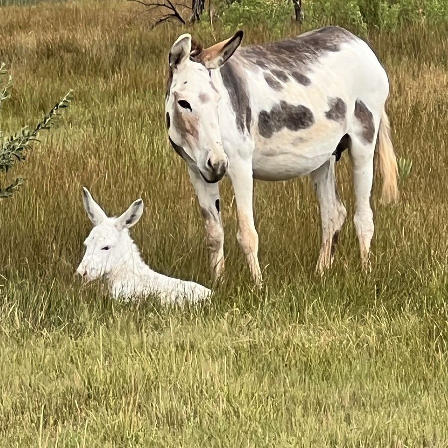 Boy baby donkeys