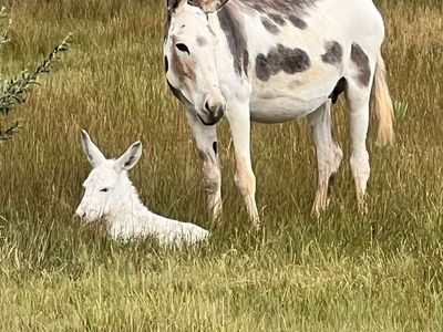 Boy baby donkeys