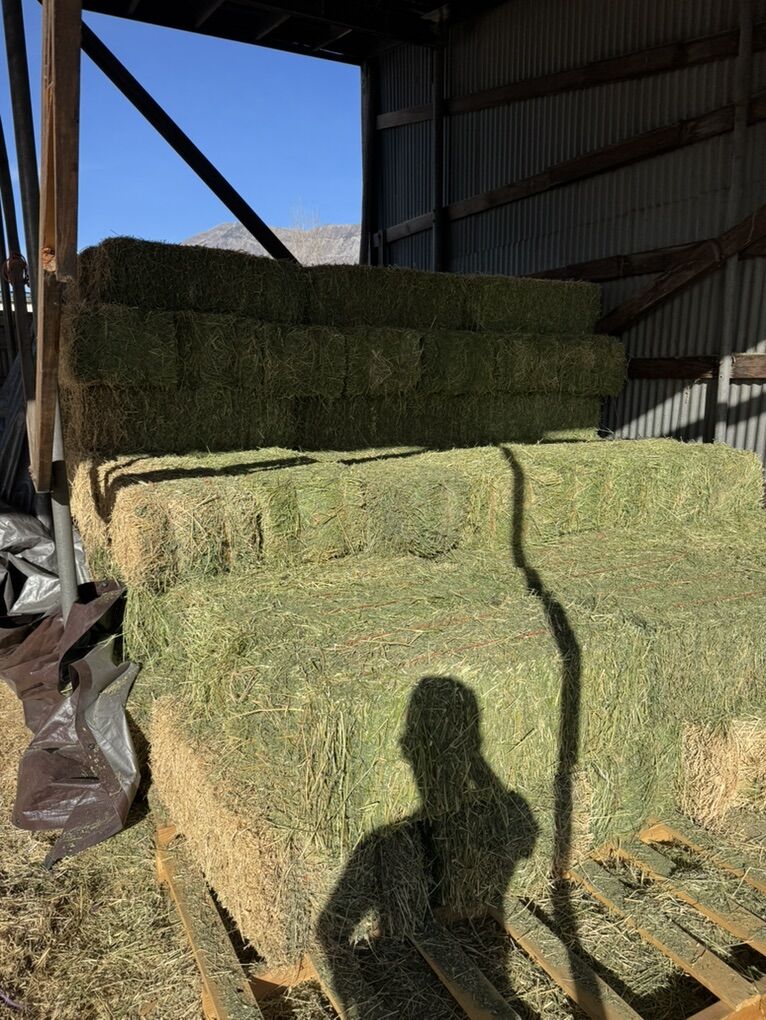 Alfalfa 70lbs 2 string bales