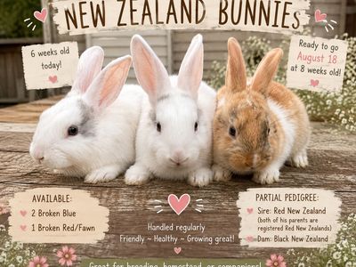 New Zealand Rabbits - Broken Blue and Broken Red/Fawn Kits