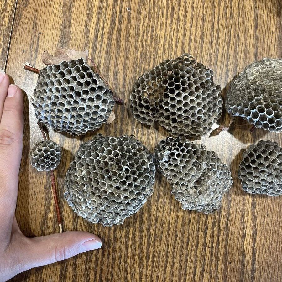 Paper Wasp Nest