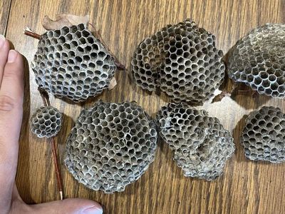 Paper Wasp Nest