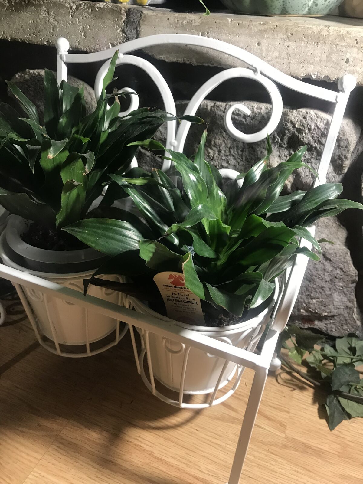 House plants plus stand for sale