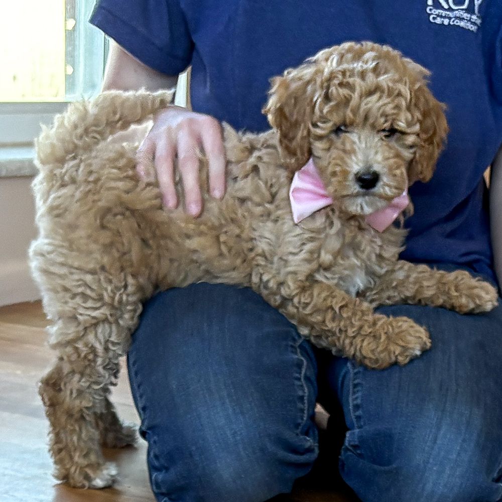 Bernedoodles 3O Lbs as adults Goldendoodles 21 lbs as adults like cavapoo, aussiedoodle, poodle, cockapoo