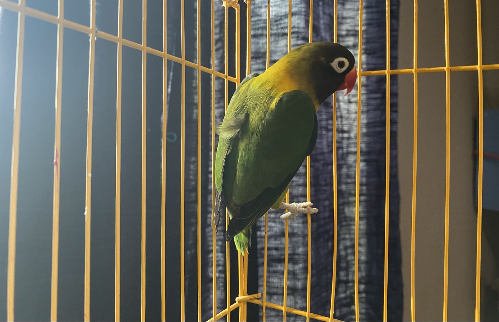Black masked lovebird