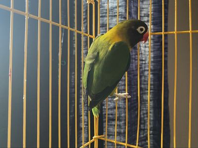 Black masked lovebird