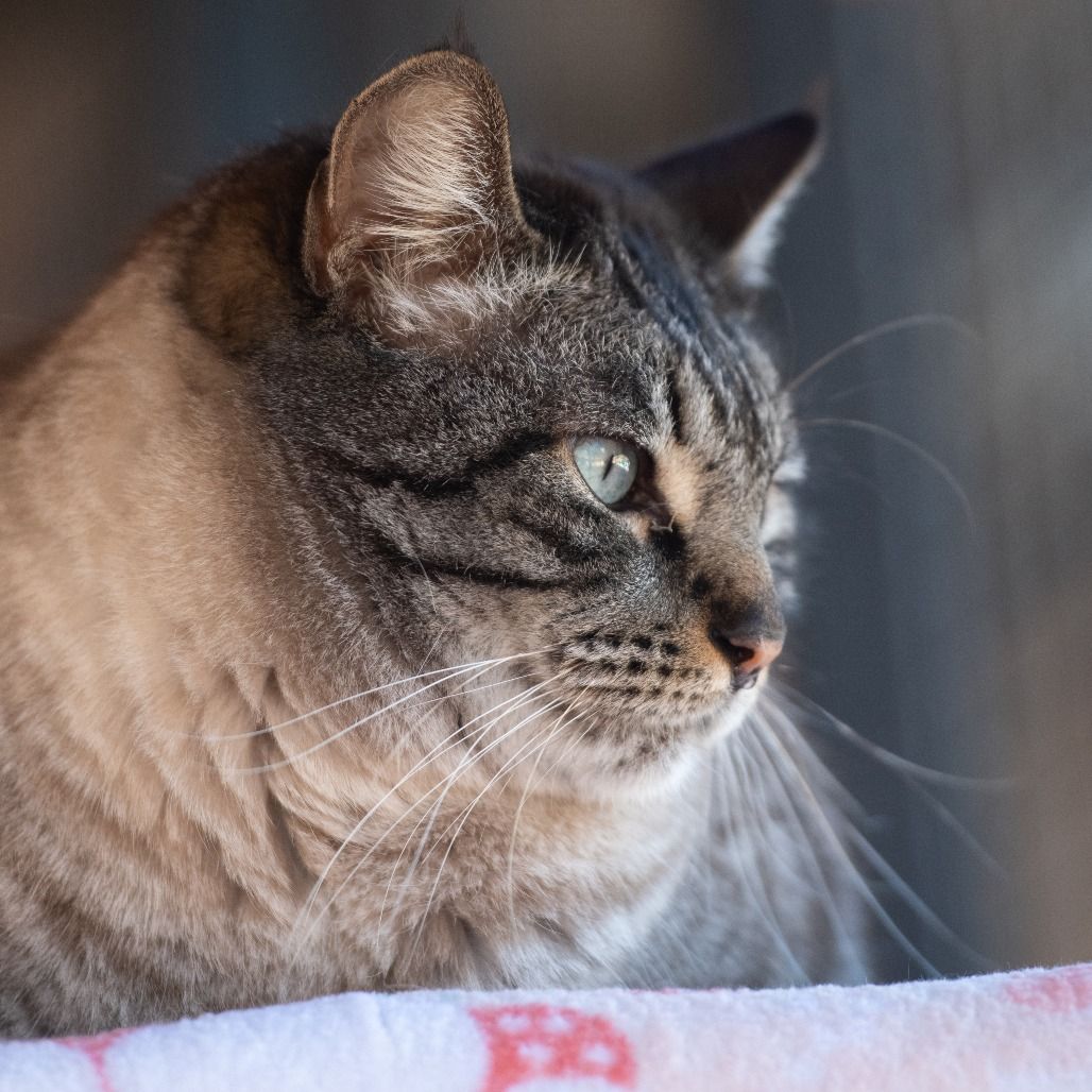 Hello my name is Sugarcane