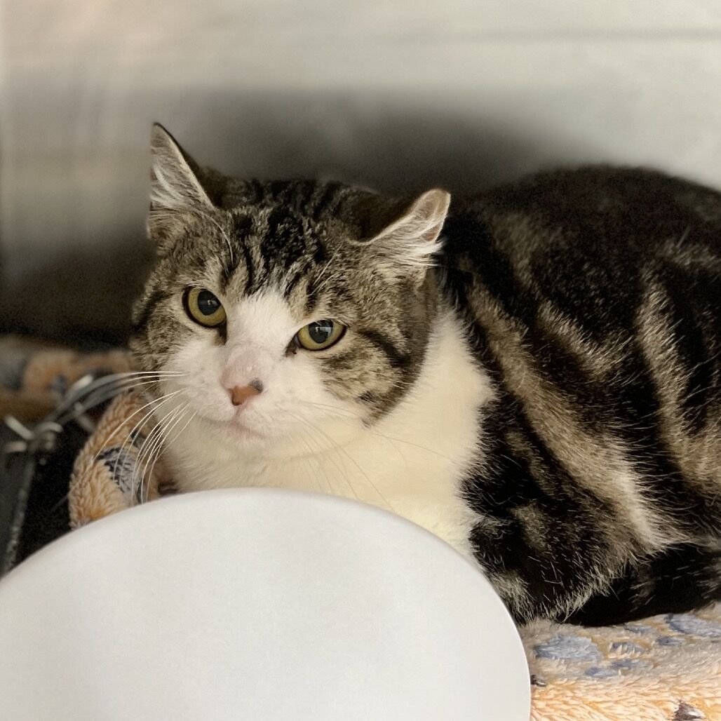 Hello my name is Parsnip