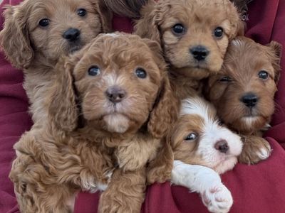 Exceptional Cavapoo Puppies – Ready March 13th!