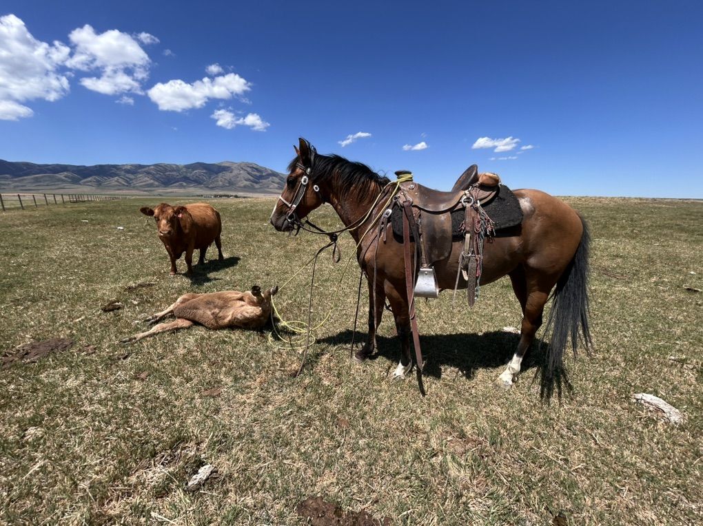 3 Year Old Quarter Horse