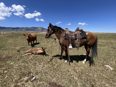 3 Year Old Quarter Horse