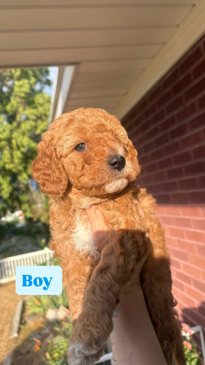Doodle Puppies Looking for Loving Homes
