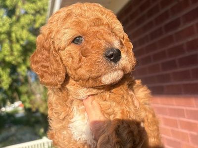 Doodle Puppies Looking for Loving Homes