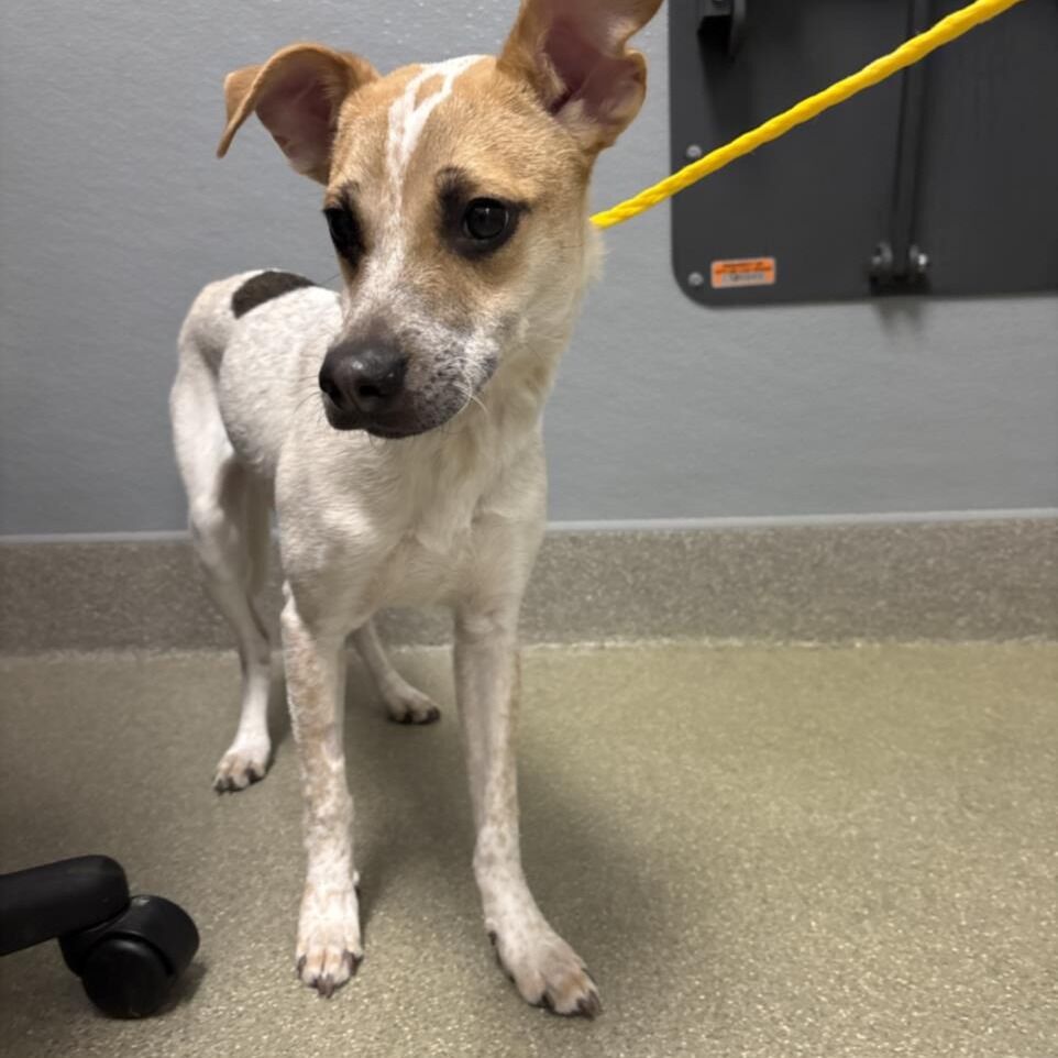 Hello my name is Cricket