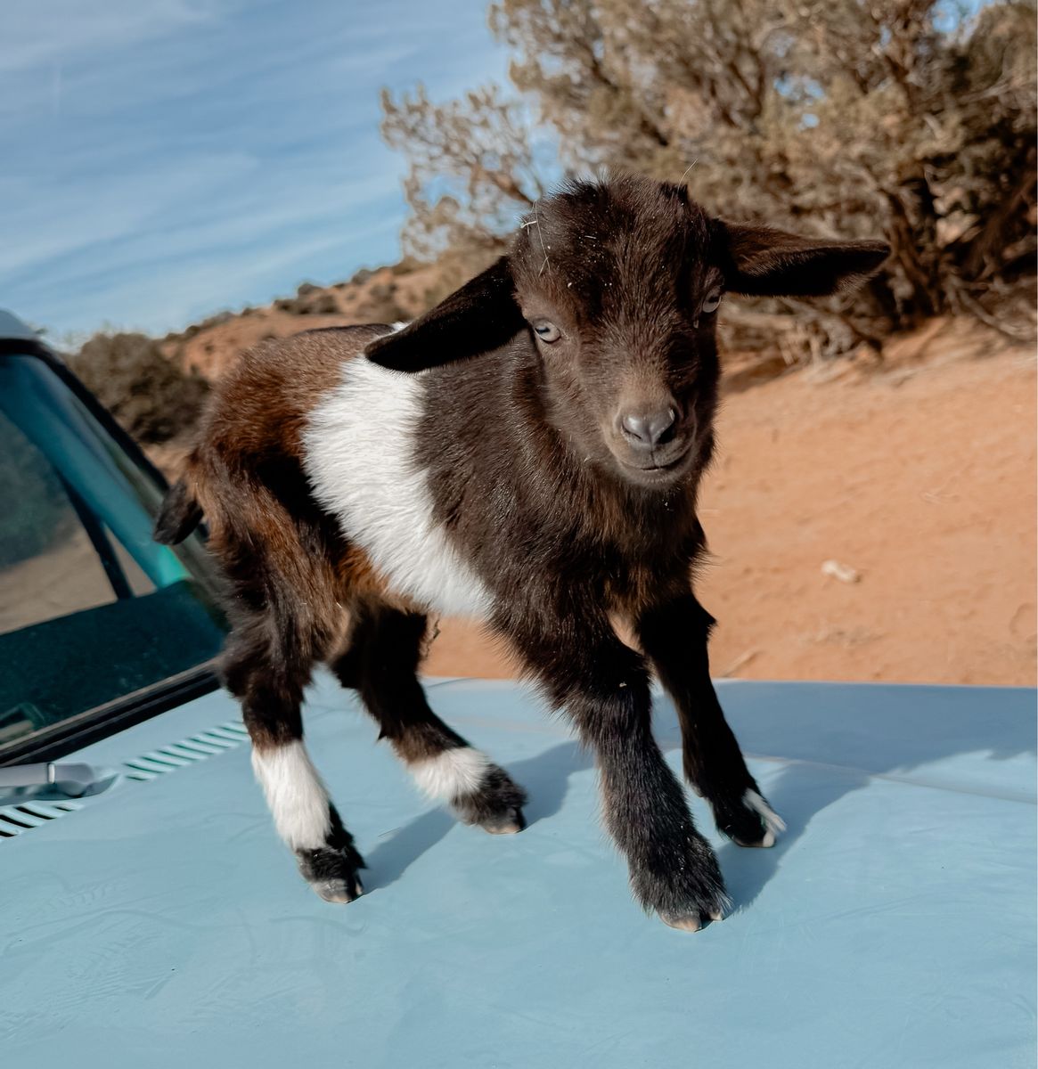 •Reese• Nigerian Dwarf X Silky Fainter Doeling