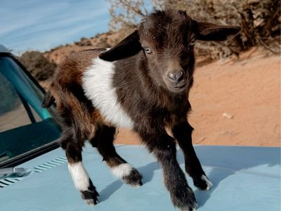 •Reese• Nigerian Dwarf X Silky Fainter Doeling