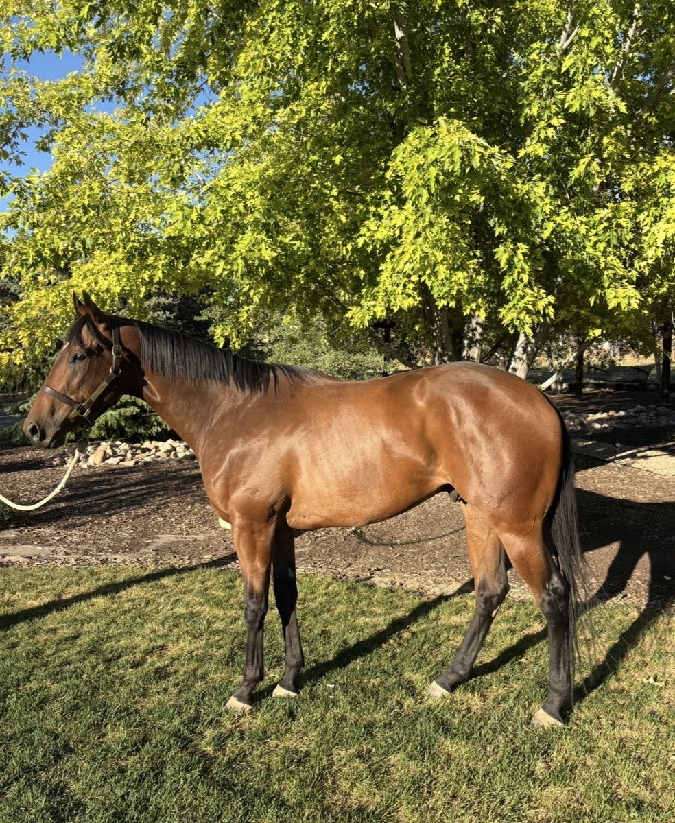 Handsome Registered Gelding