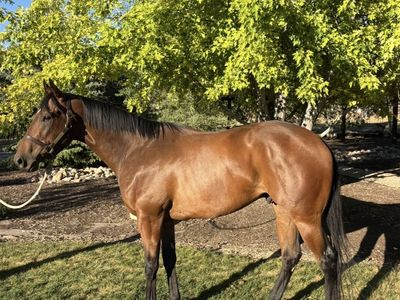 Handsome Registered Gelding