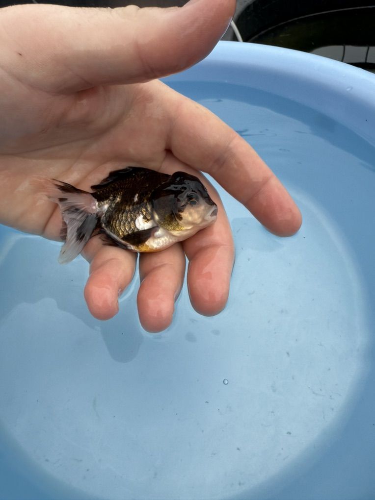 Highquality Panda Oranda Goldfish