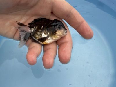 Highquality Panda Oranda Goldfish