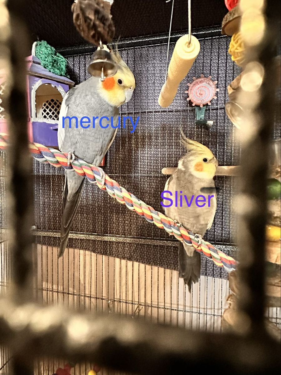 300 for both! Two Cockatiels for Sale - Mercury & Sliver, Friendly & Social Birds