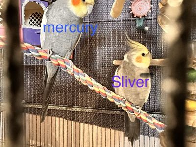 300 for both! Two Cockatiels for Sale - Mercury & Sliver, Friendly & Social Birds