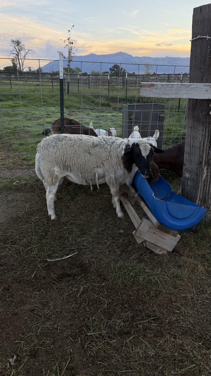 Dorper sheep