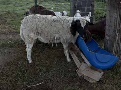 Dorper sheep