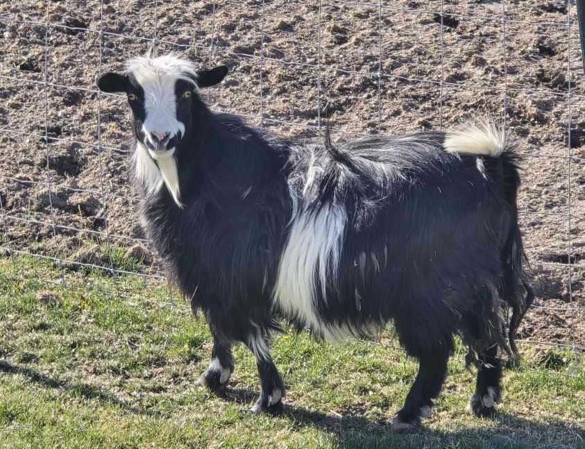 mini silky longahair doe