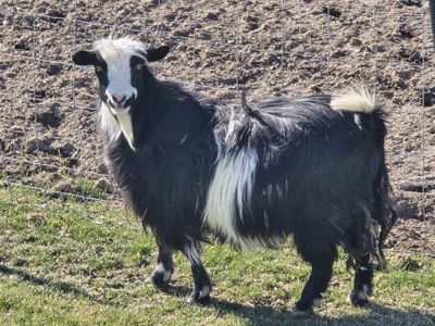 mini silky longahair doe