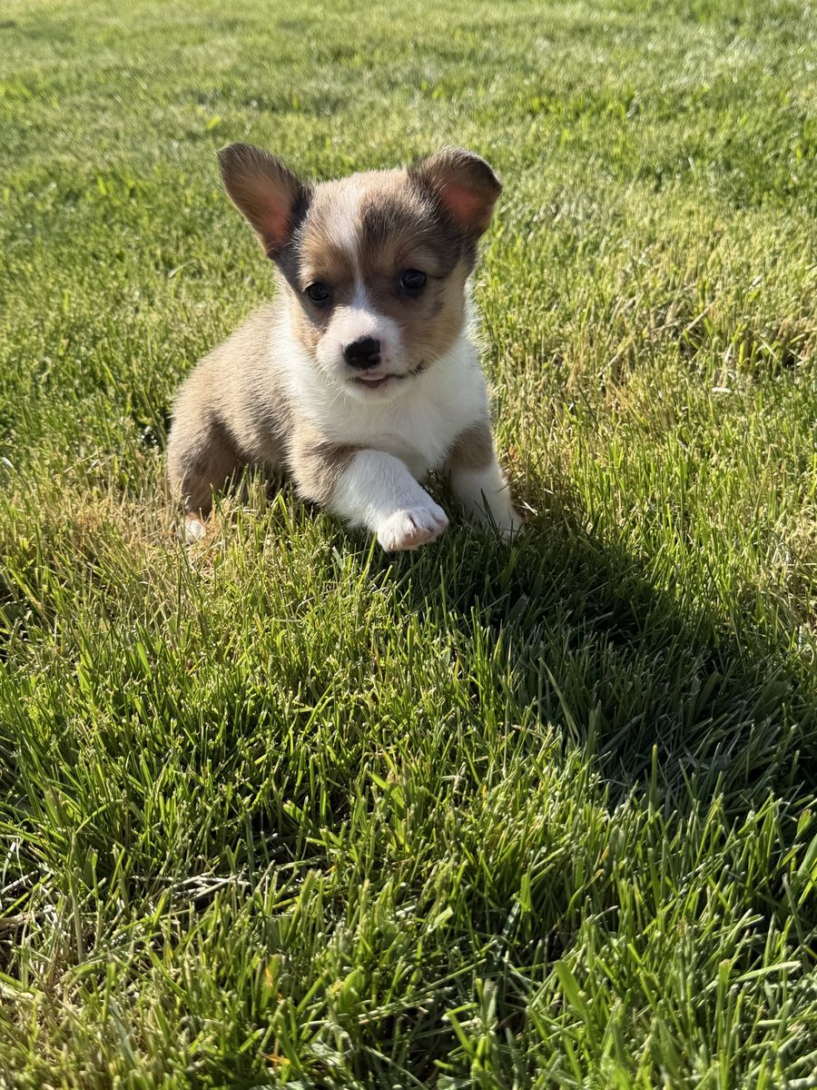 Cowboy corgis