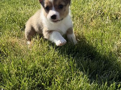 Cowboy corgis
