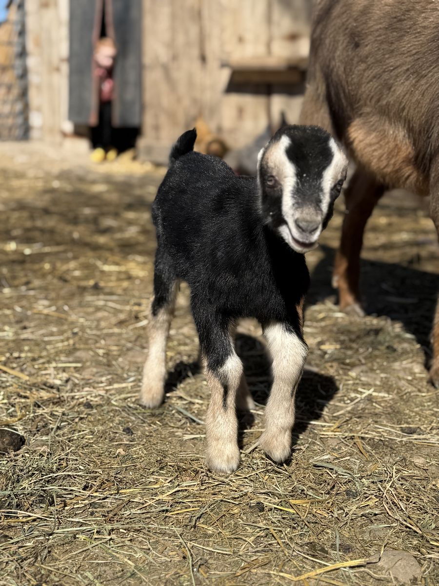 LAMANCHA BOTTLE BABIES