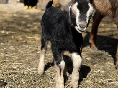 LAMANCHA BOTTLE BABIES