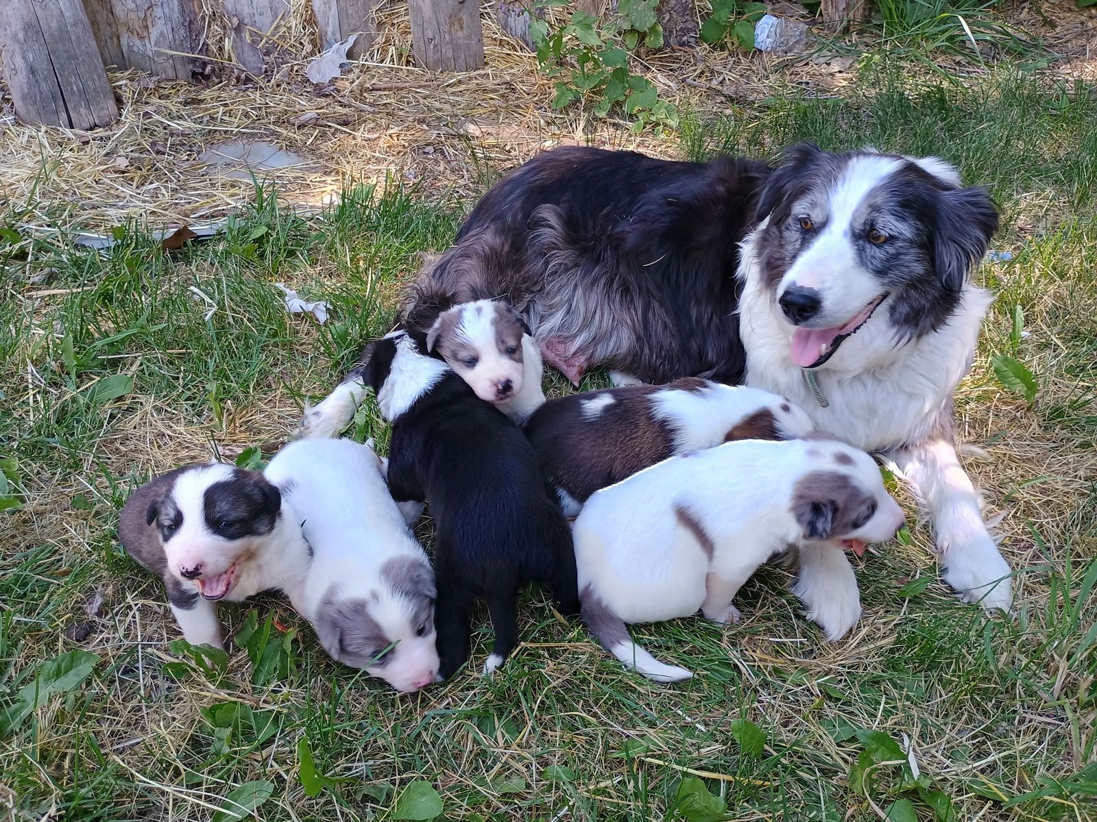 Aussie collie puppies