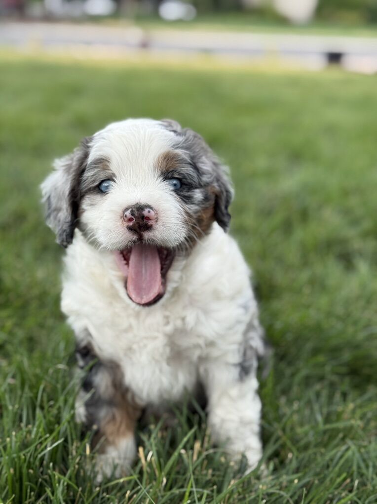 Mini Tricolor blue Merle F1 Bernedoodle