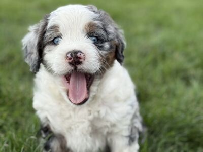 Mini Tricolor blue Merle F1 Bernedoodle