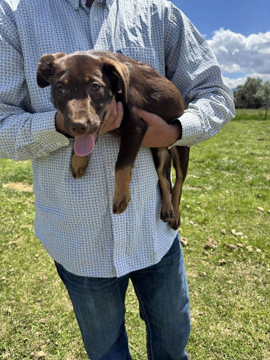 Kelpie Pups $450 OBO