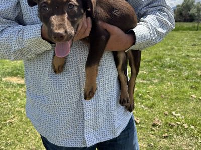 Kelpie Pups $450 OBO