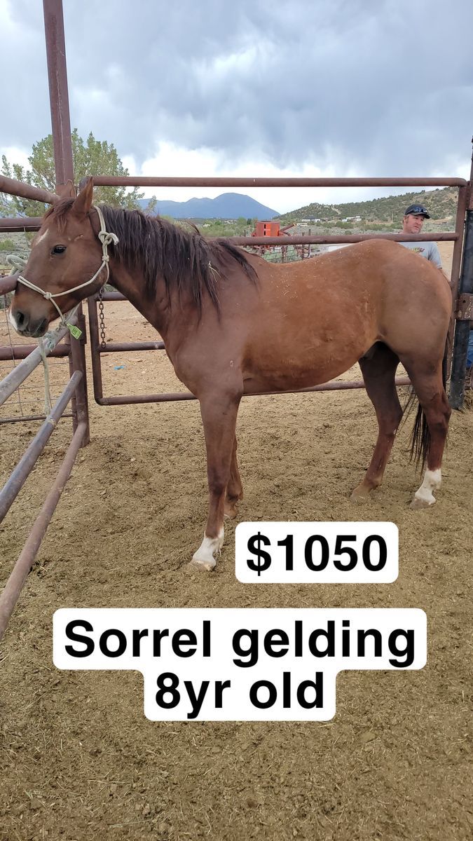 Sorrel gelding