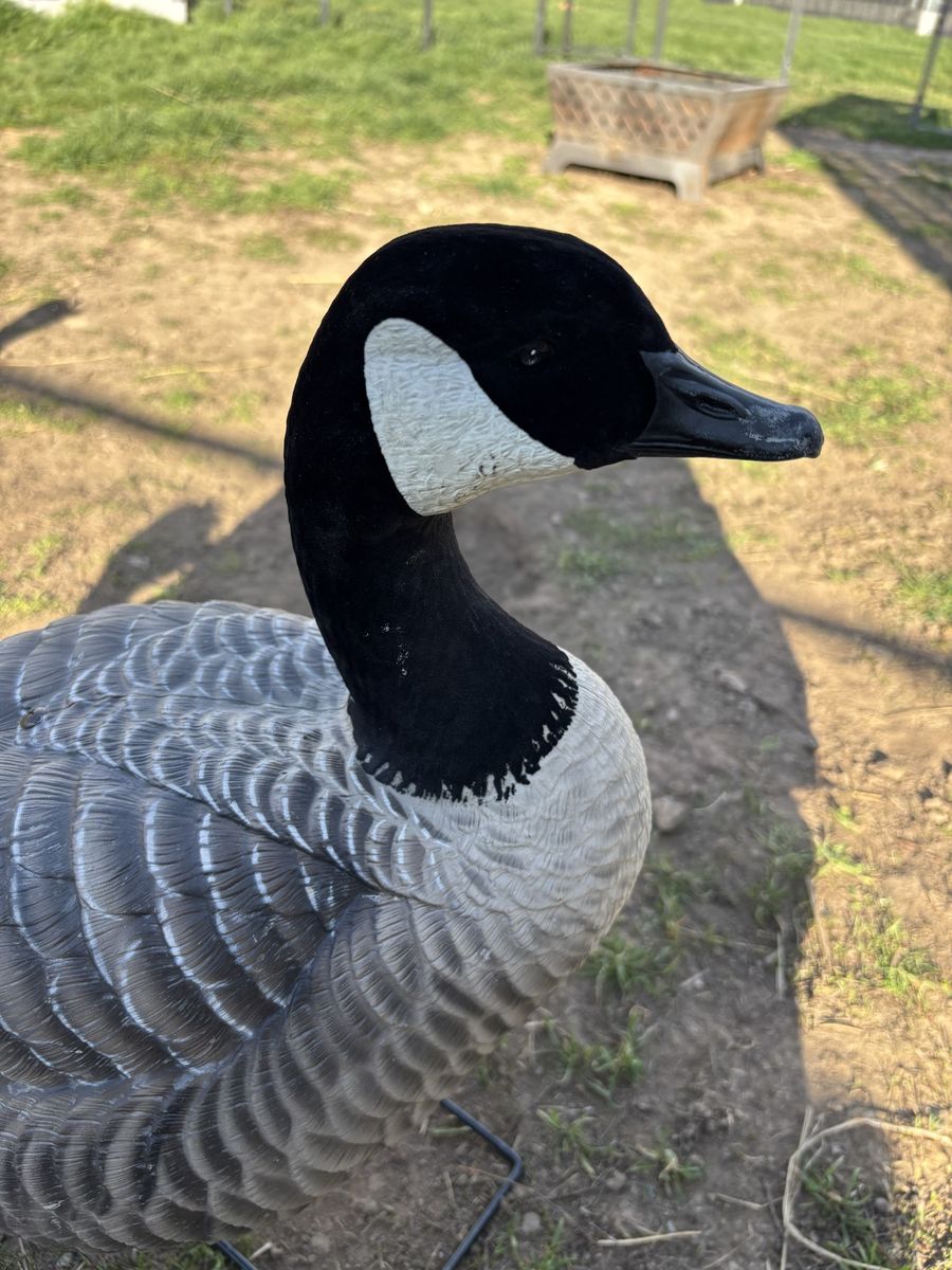Goose Decoys
