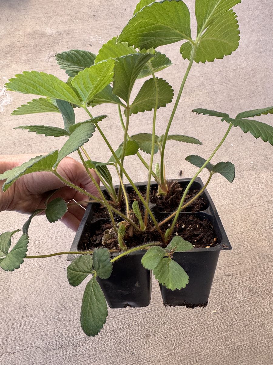 Strawberry Plants