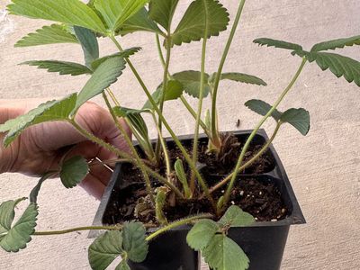 Strawberry Plants