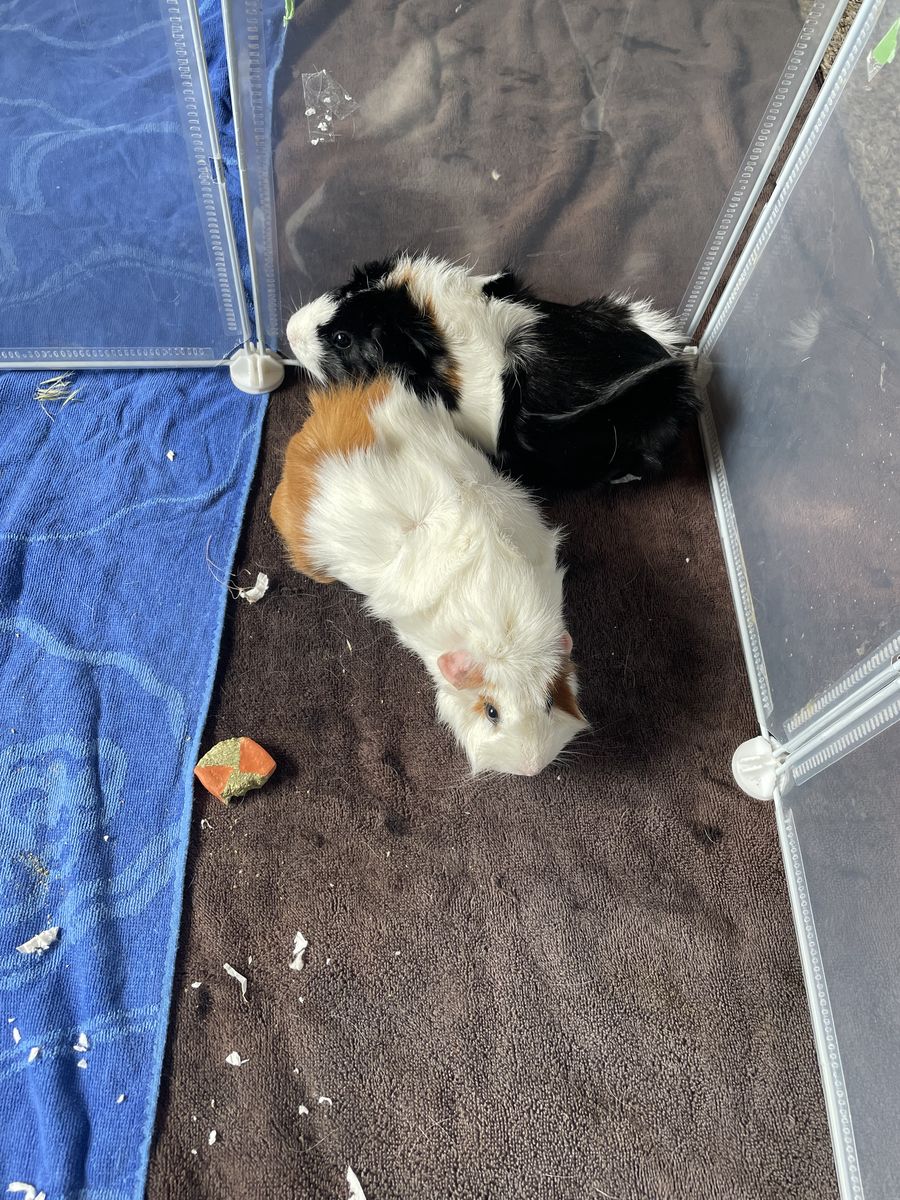 Two female bonded guinea pigs need rehoming