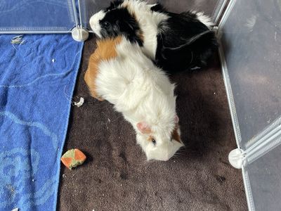 Two female bonded guinea pigs need rehoming