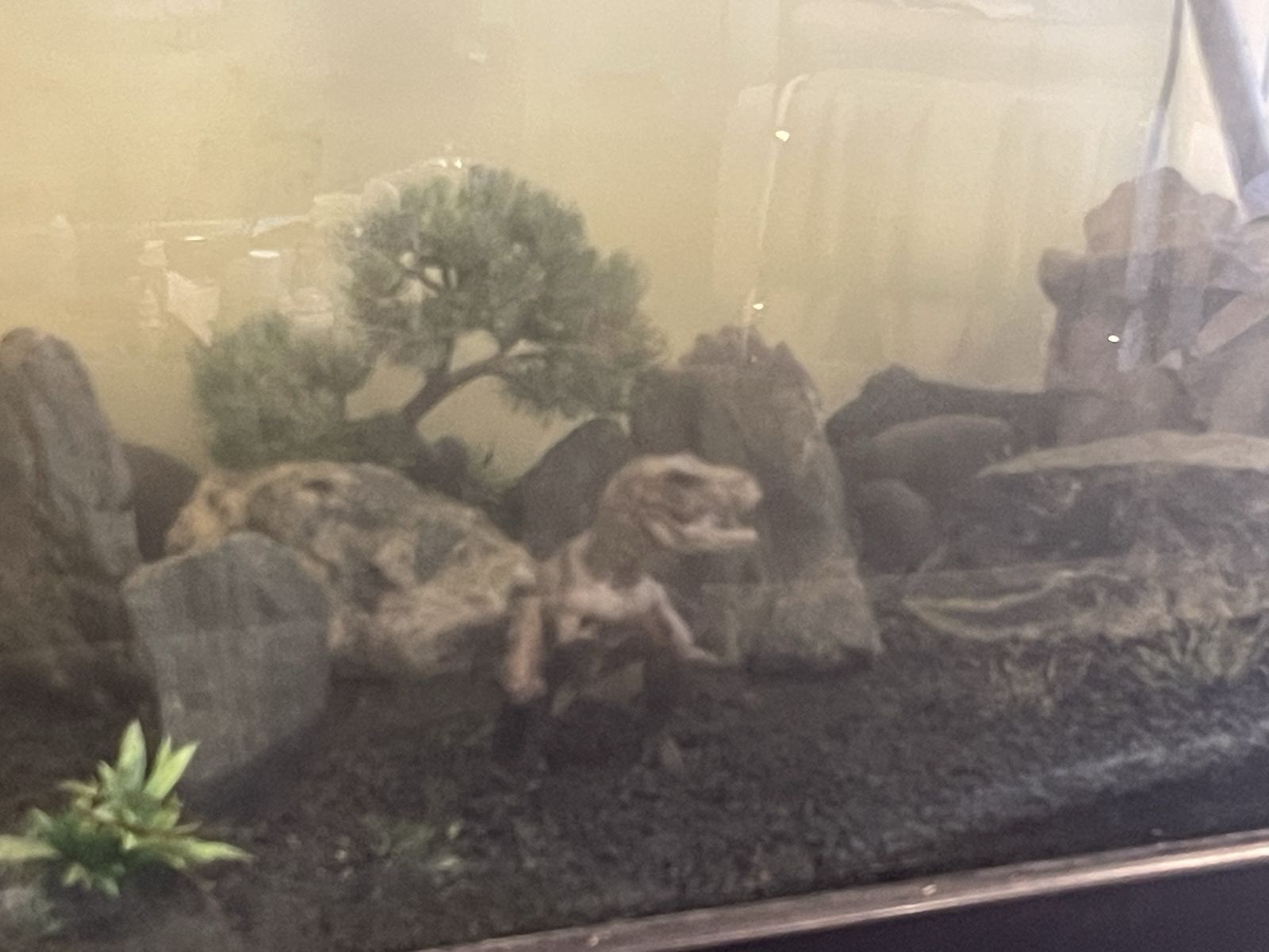 90 gallon tank w/ 30g sumo